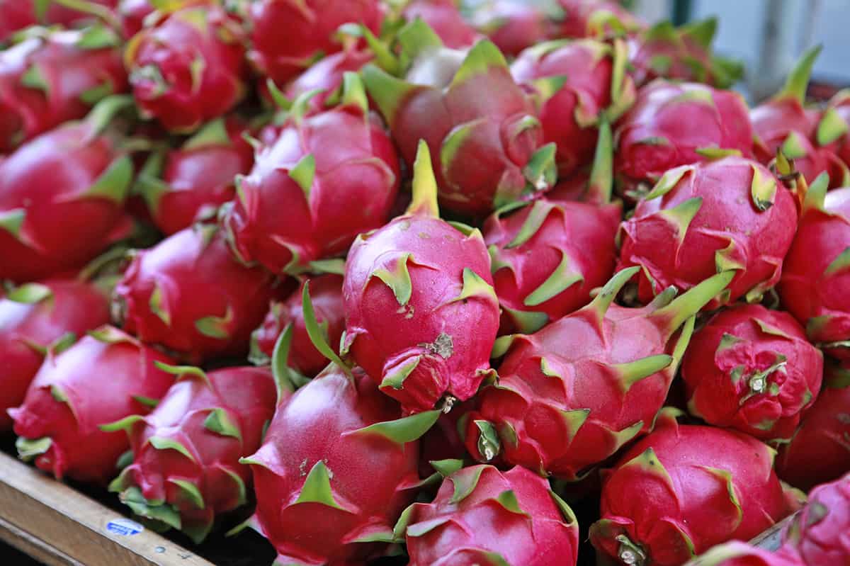 what-is-the-seasonality-of-dragon-fruit