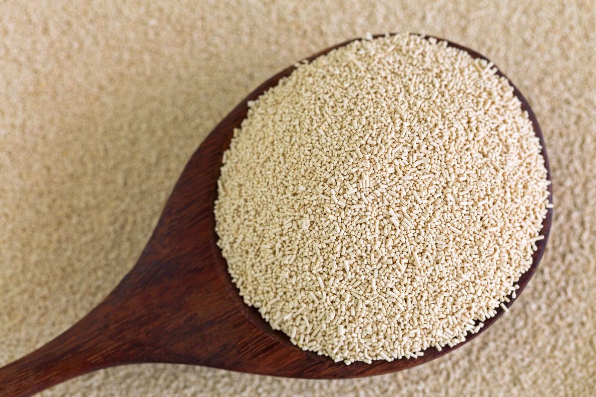 what-is-traditional-yeast