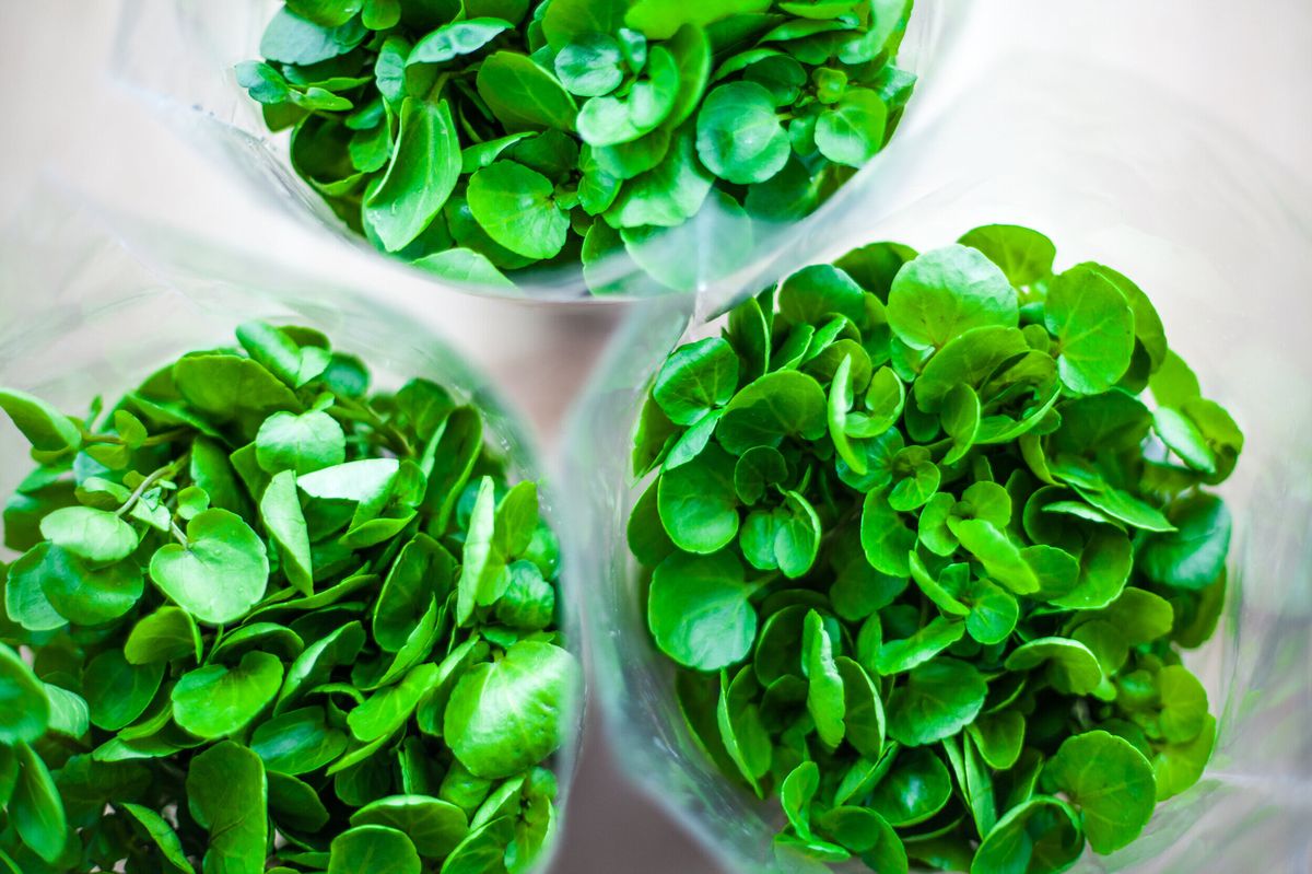 what-is-watercress
