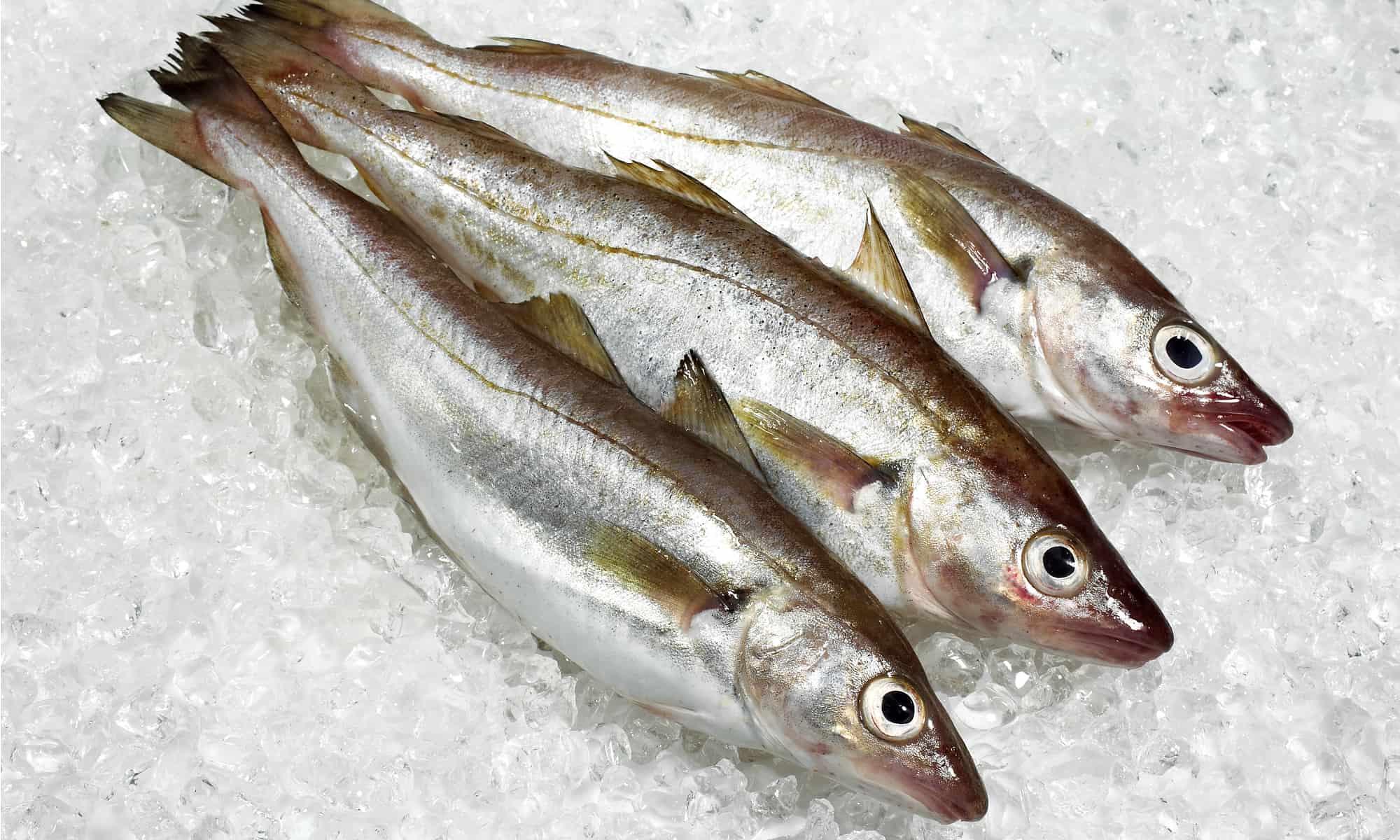 what-is-whiting-fish