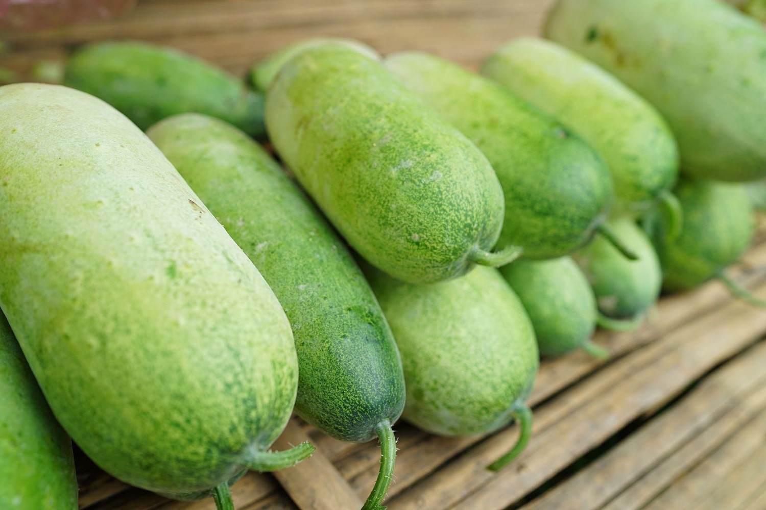 what-is-winter-melon