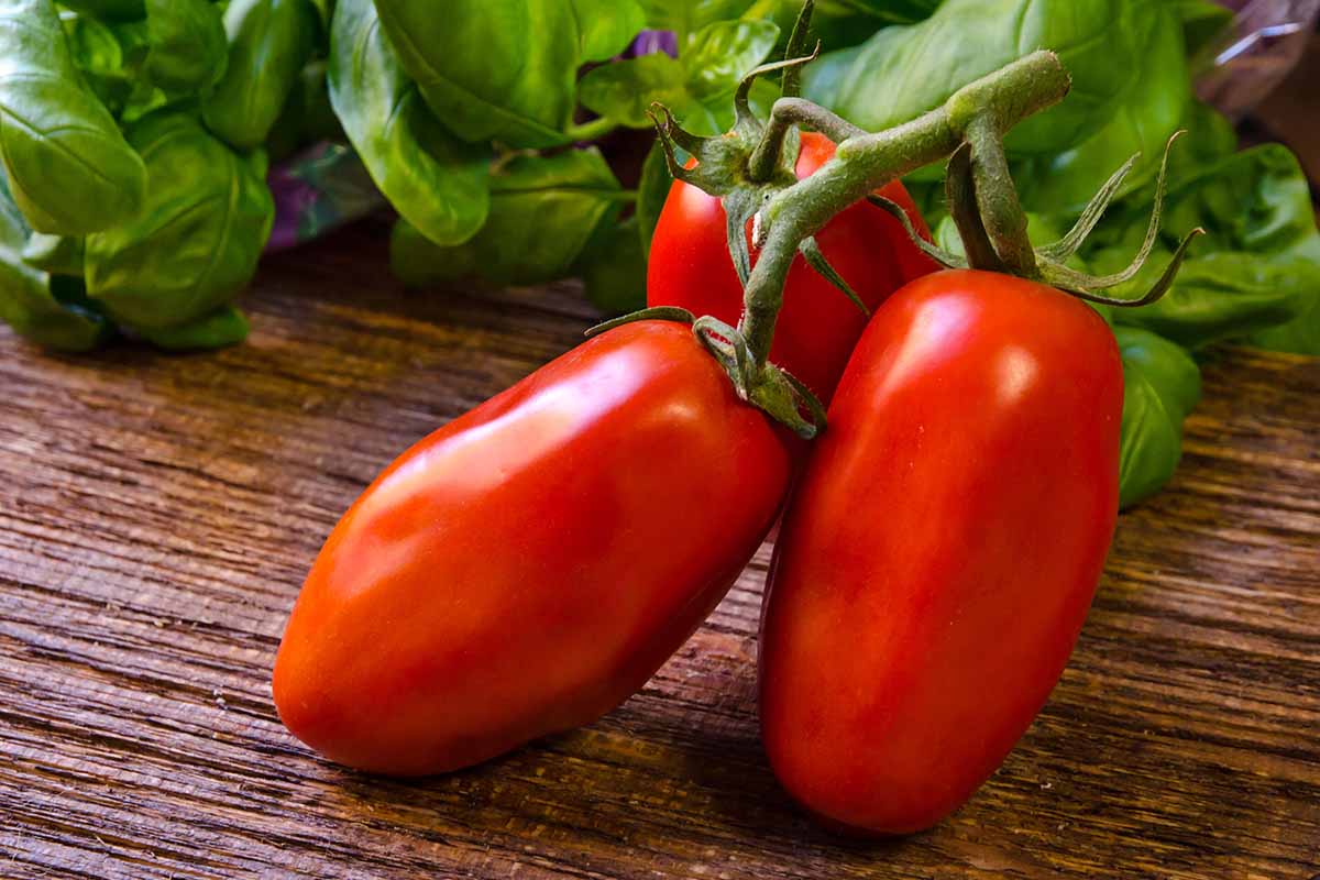 what-is-a-san-marzano-tomato