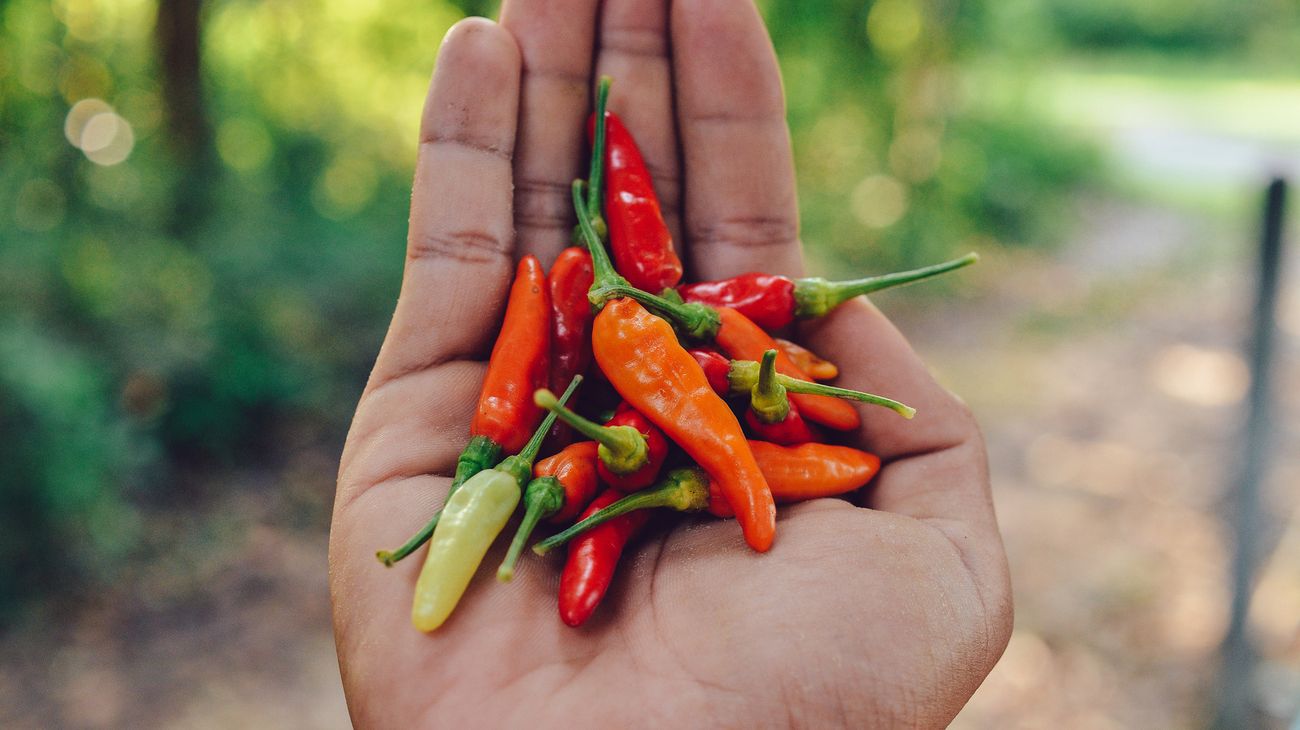 what-is-a-thai-chili-pepper