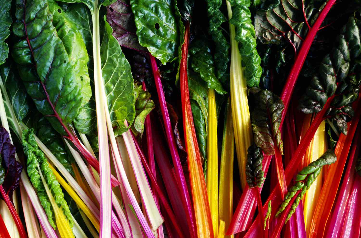 what-is-rainbow-chard