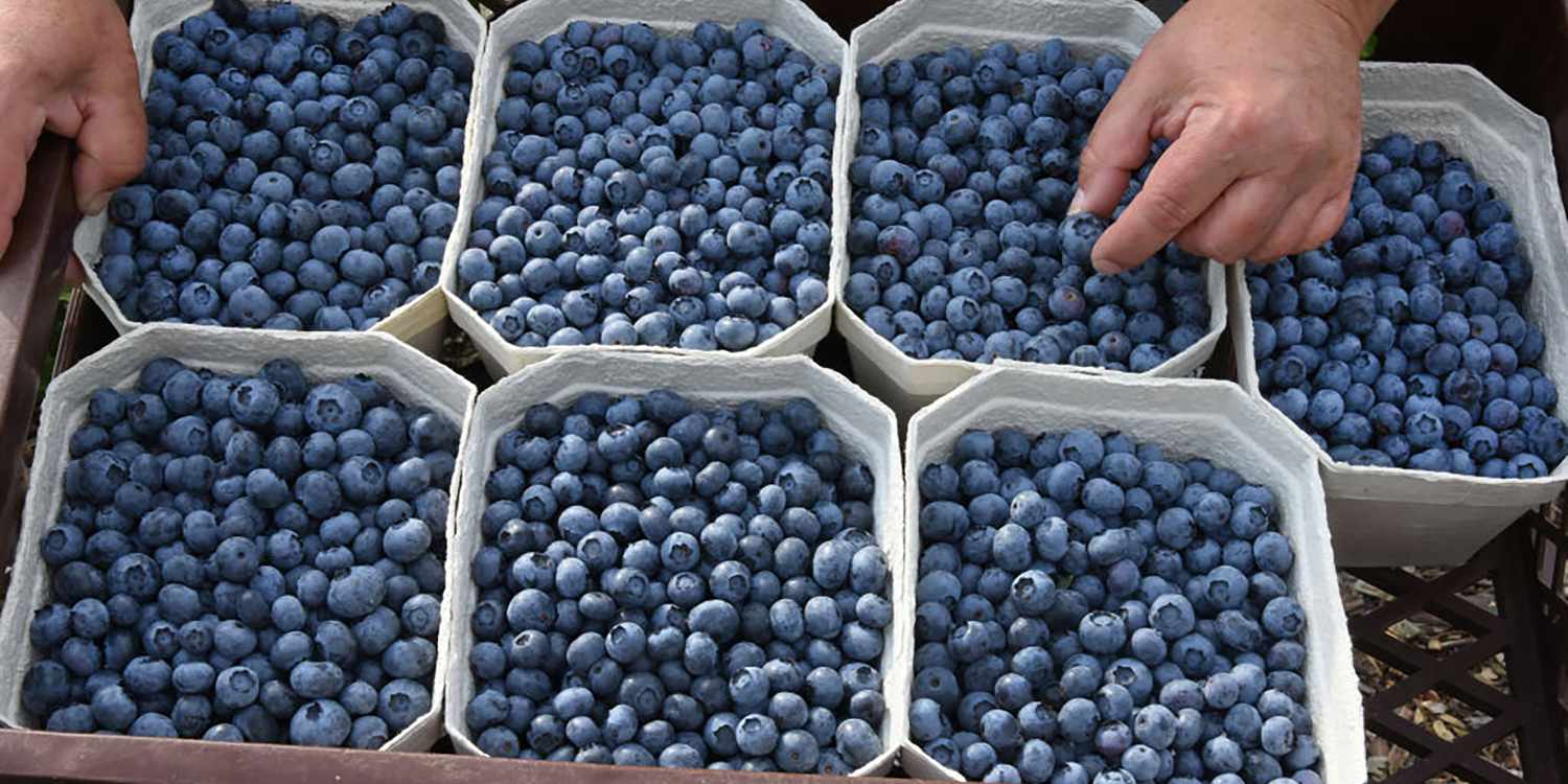 what-is-the-best-way-to-store-blueberries