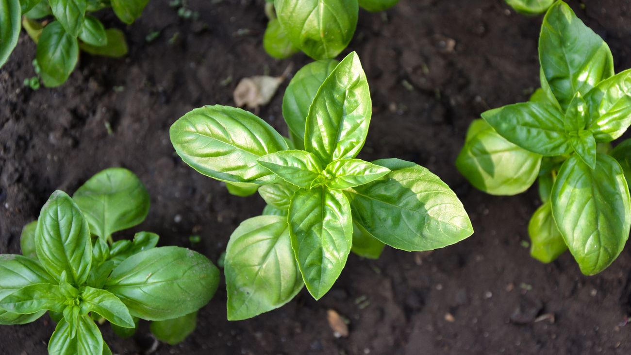what-is-the-difference-between-thai-basil-and-basil