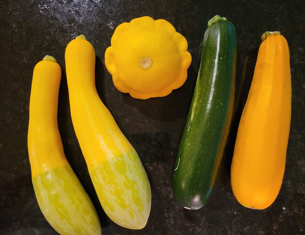 what-is-the-difference-between-yellow-zucchini-and-yellow-squash