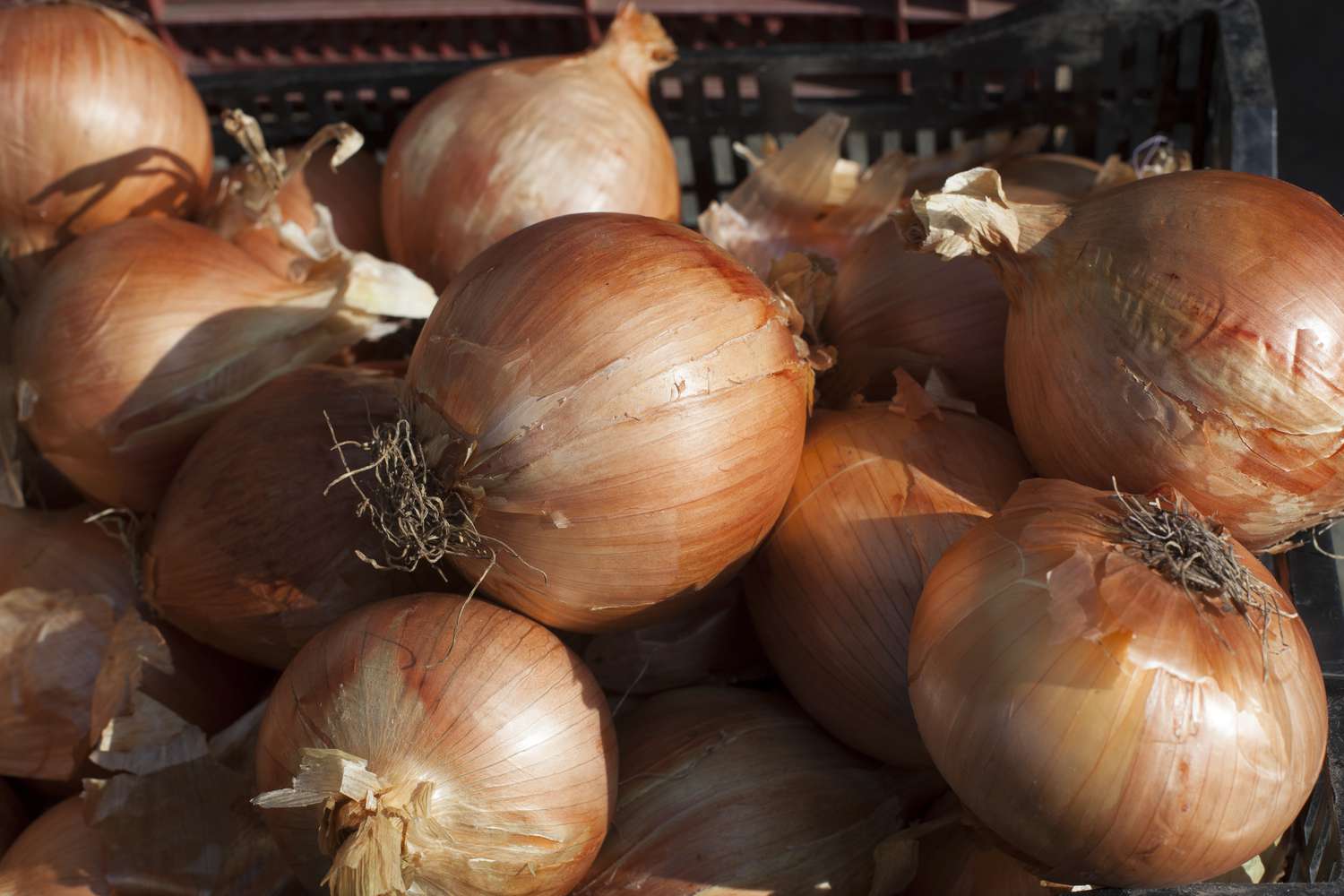 what-is-the-sweetest-onion