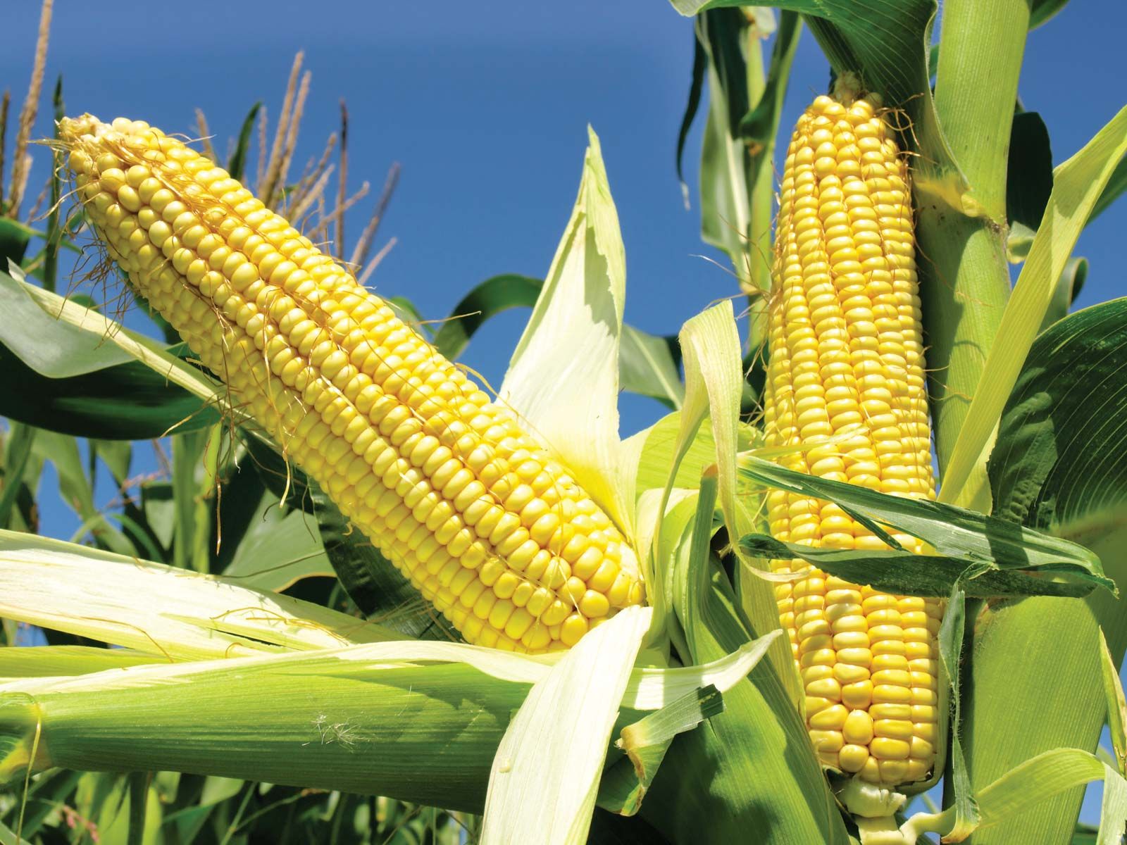 What Is Wet Milling of Corn?