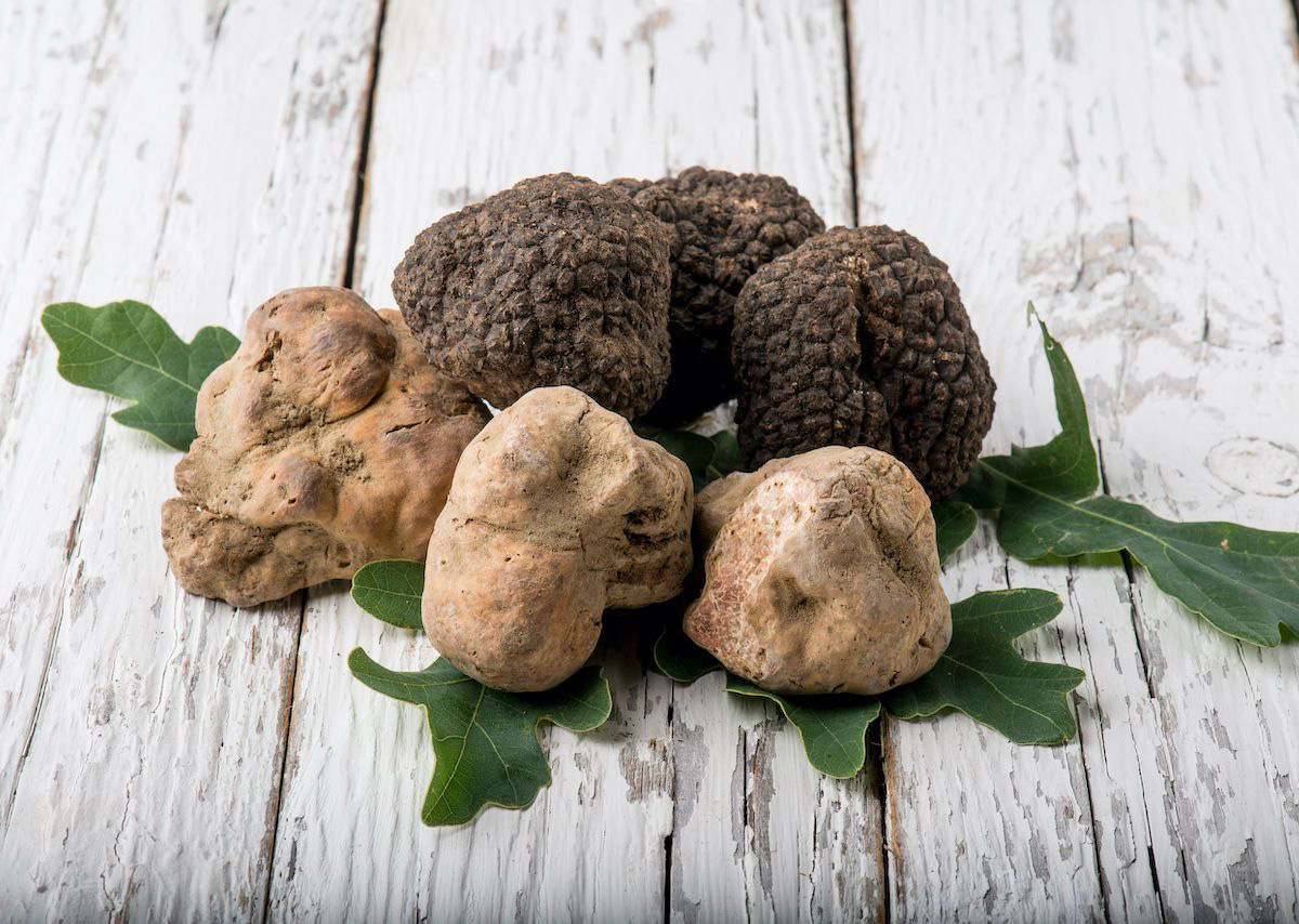 what-is-the-difference-between-white-and-black-truffle