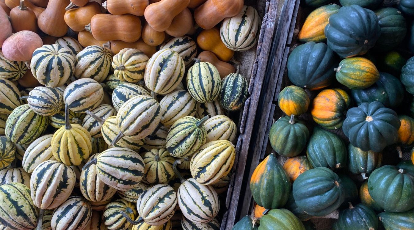 exploring-the-world-of-heirloom-squash-varieties