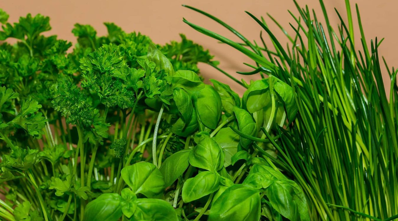 fresh-herbs-from-your-windowsill-to-your-plate