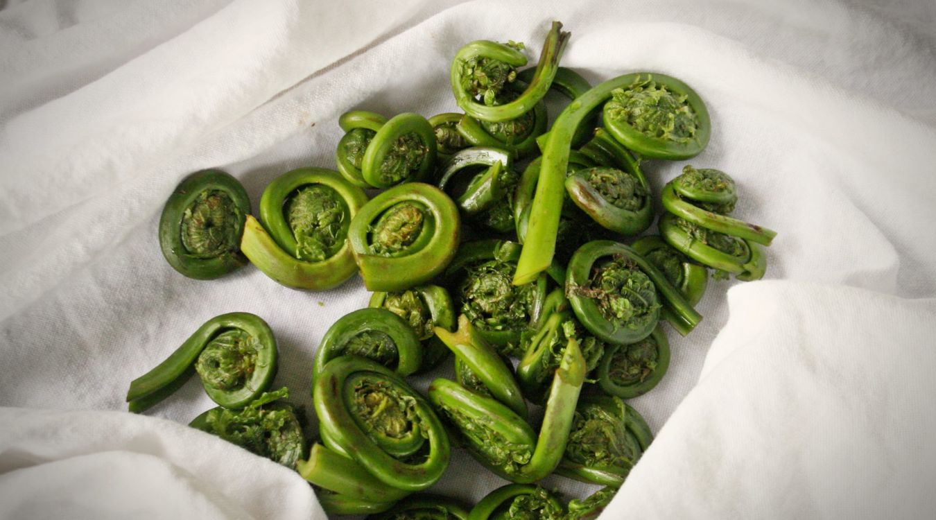 innovative-ways-to-cook-with-fiddlehead-ferns