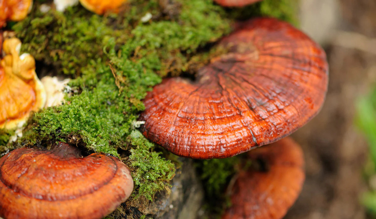 innovative-ways-to-cook-with-reishi-mushrooms