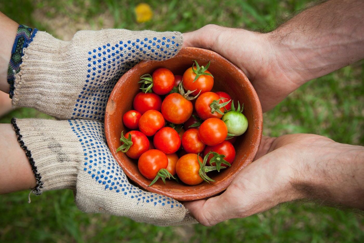 mastering-the-art-of-edible-landscaping